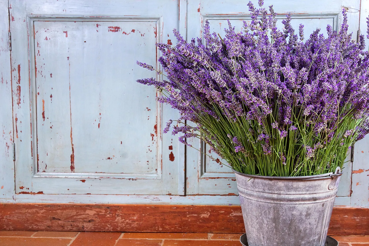 Si crees que tu planta de lavanda luce sin vida, es importante poner atención a los signos y reaccionar antes de que sea tarde. Imagen: Freepik Si crees que tu planta de lavanda luce sin vida, es importante poner atención a los signos y reaccionar antes de que sea tarde. Imagen: Freepik