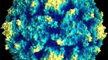 La OMS confirmó que se erradicó la polio tipo 3
