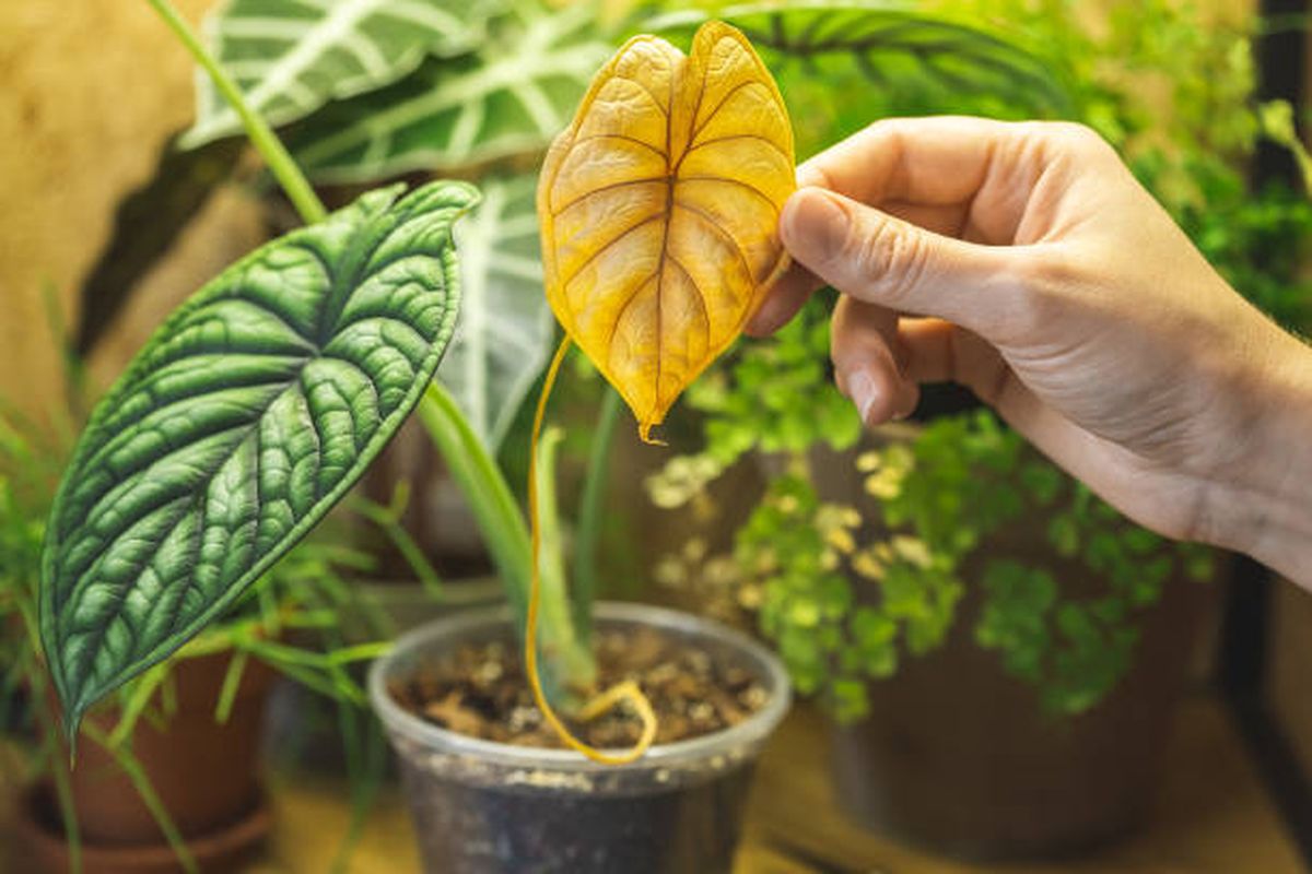 Si las hojas de tus plantas se vuelven amarillentas, tenés que cambiar este mal hábito. Si las hojas de tus plantas se vuelven amarillentas, tenés que cambiar este mal hábito.