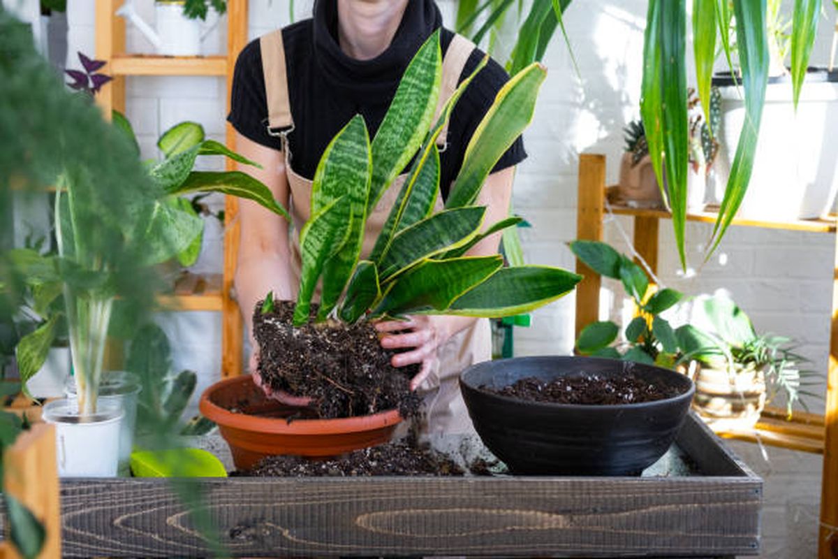 Sansevieria o lengua de suegra: así debes podar tu planta. Sansevieria o lengua de suegra: así debes podar tu planta.