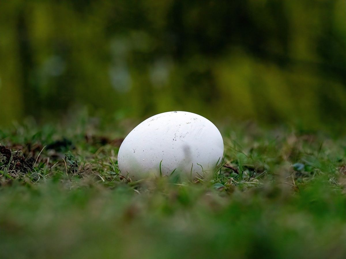 La cáscara de huevo puede traerle muchos beneficios a tu jardín.