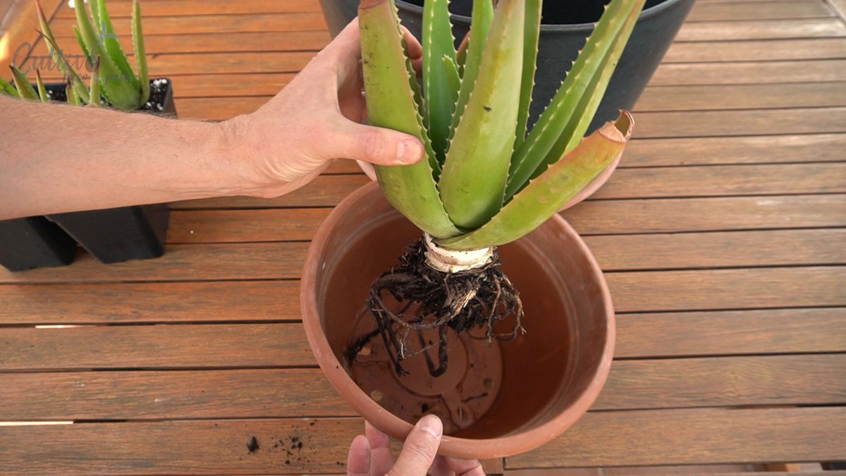 En qué momento trasplantar una planta de aloe vera a otra maceta, según expertos En qué momento trasplantar una planta de aloe vera a otra maceta, según expertos
