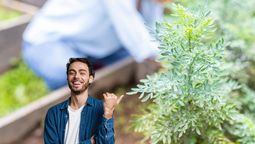 Planta de ruda: las razones por las que sí o sí debes tocarla antes de salir de casa