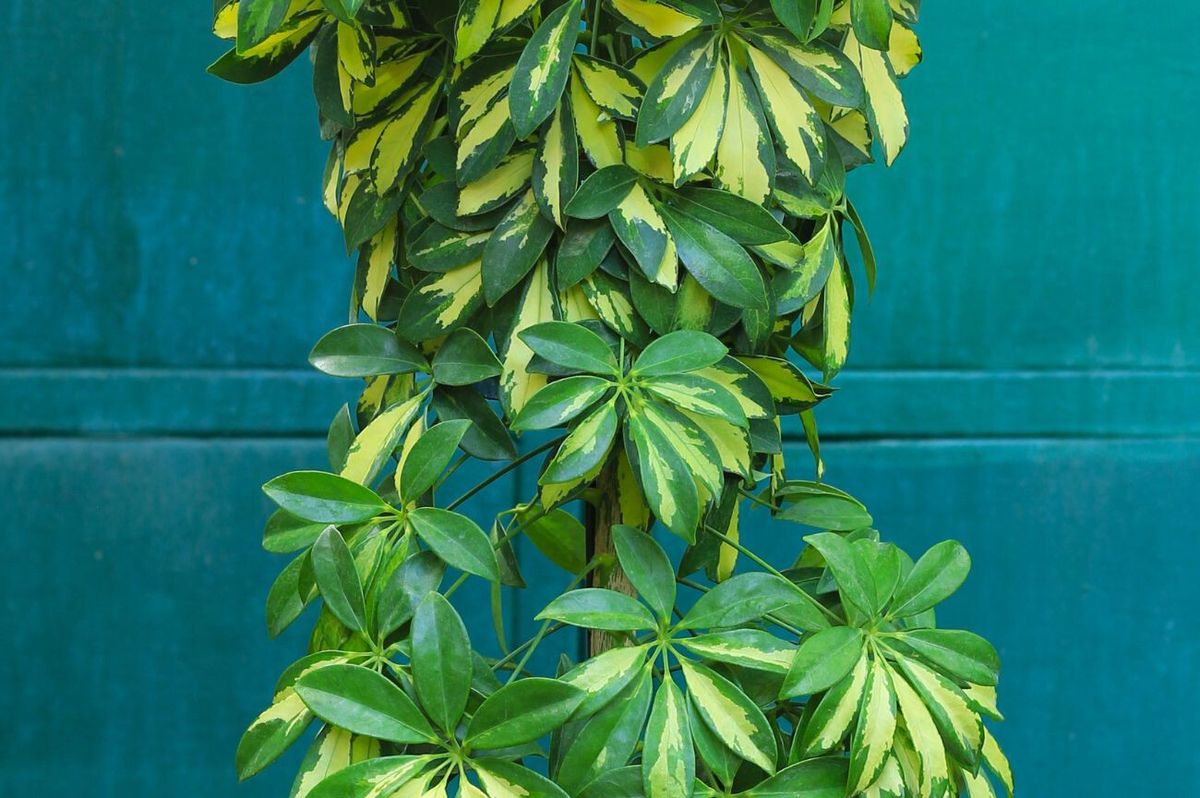 La planta fácil de mantener que es ideal para decorar el interior del hogar y el jardín