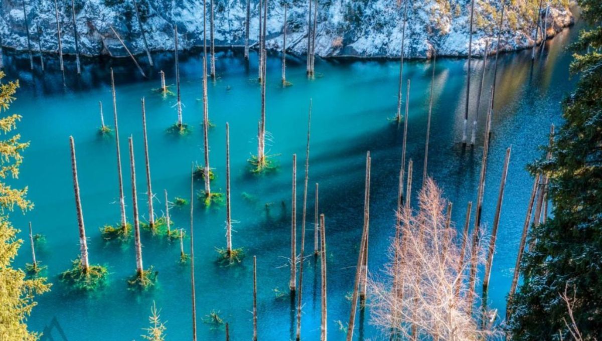El bosque sumergido completamente en un lago: es único en el planeta Tierra
