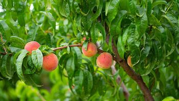 Cuáles son los árboles frutales que se deben cultivar en abril para tener una cosecha abundante en verano Cuáles son los árboles frutales que se deben cultivar en abril para tener una cosecha abundante en verano