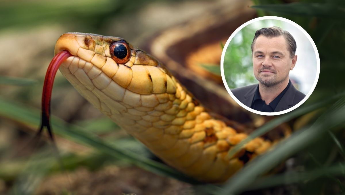 El increíble descubrimiento de un animal que fue bautizado como Leonardo Dicaprio: mide 40 centímetros.