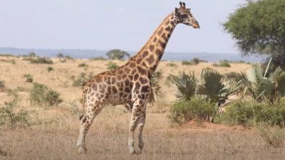 El extraño caso de las jirafas enanas.