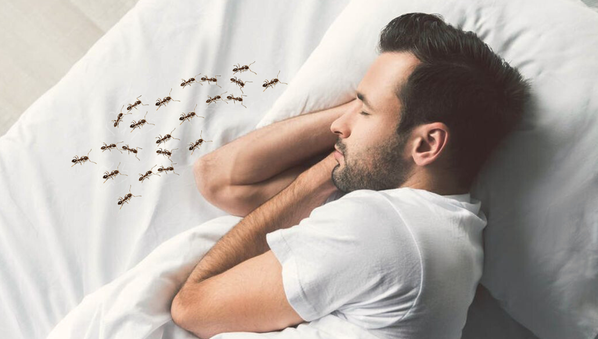 Qué significa soñar con hormigas.