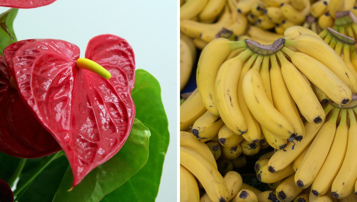 Cómo lograr que el anturio florezca usando solamente cáscara de banana