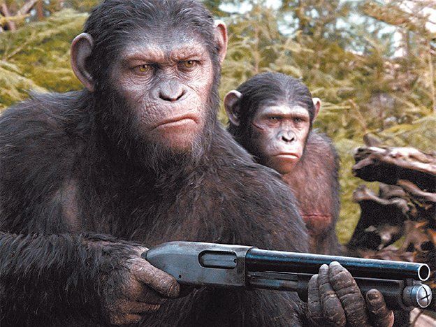 La guerra entre monos y humanos parece no tener fin