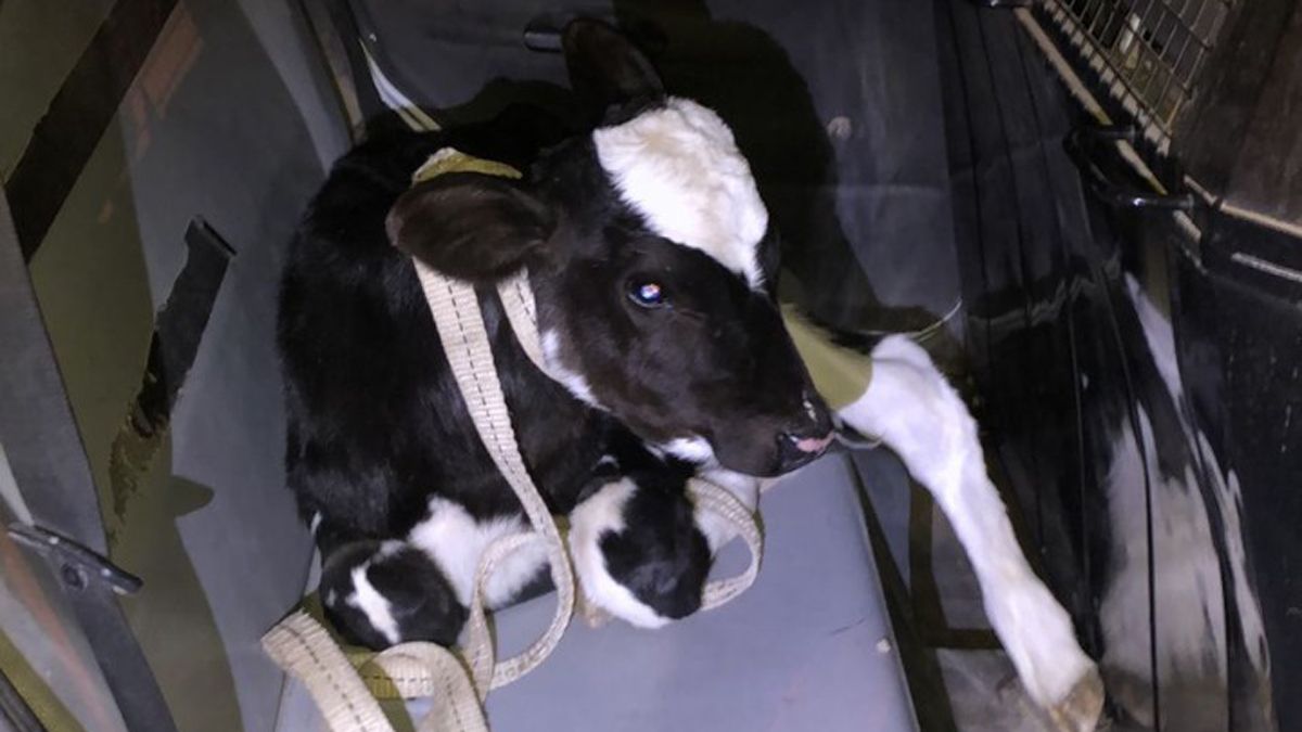 De los dos terneros robados en el Tambo Guercio de El Sauce, sólo se recuperó uno, gracias a la confesión de uno de los tres ladrones, que indicó donde estaba escondido el animal, que fue devuelto a su propietario.