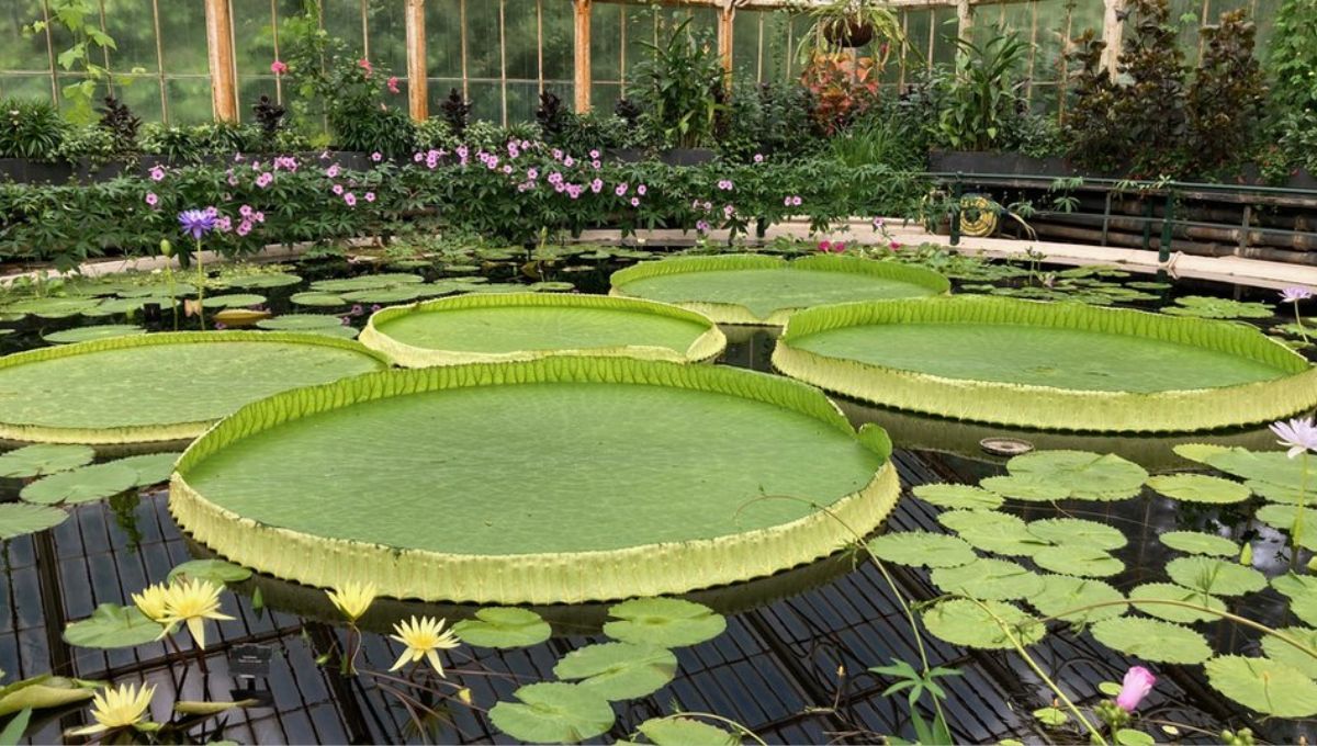 Resistencia sorprendente: soporta el peso de un niño Resistencia sorprendente: soporta el peso de un niño