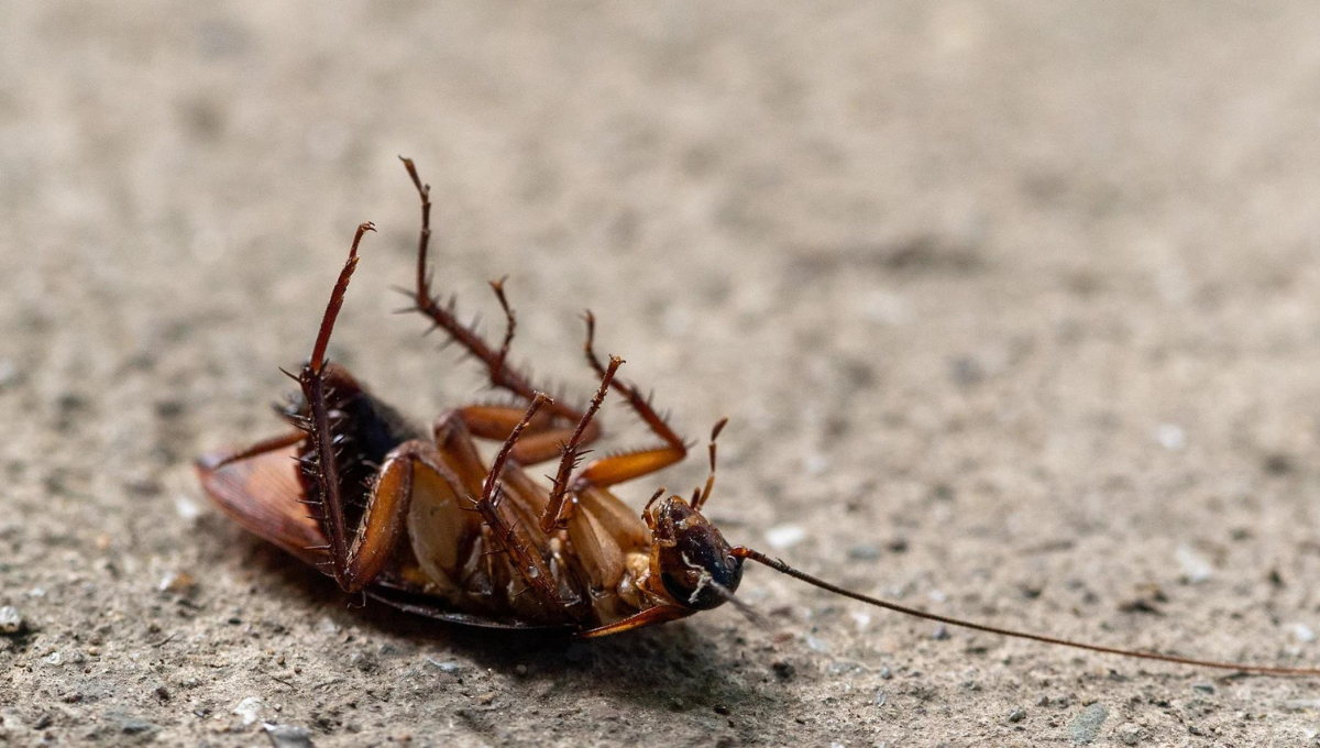 Deshazte de las cucarachas de tu casa con un efectivo truco