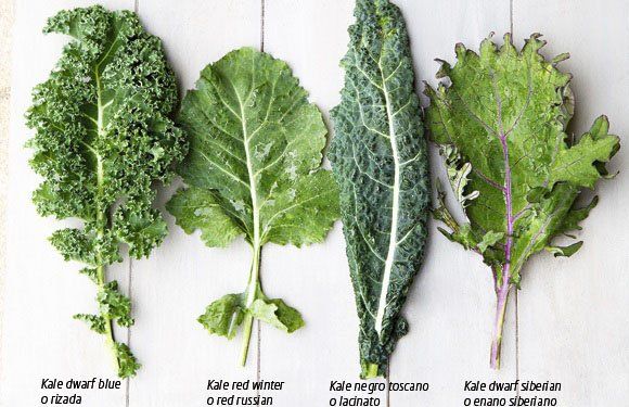 ¿Qué es el kale, la superverdura?