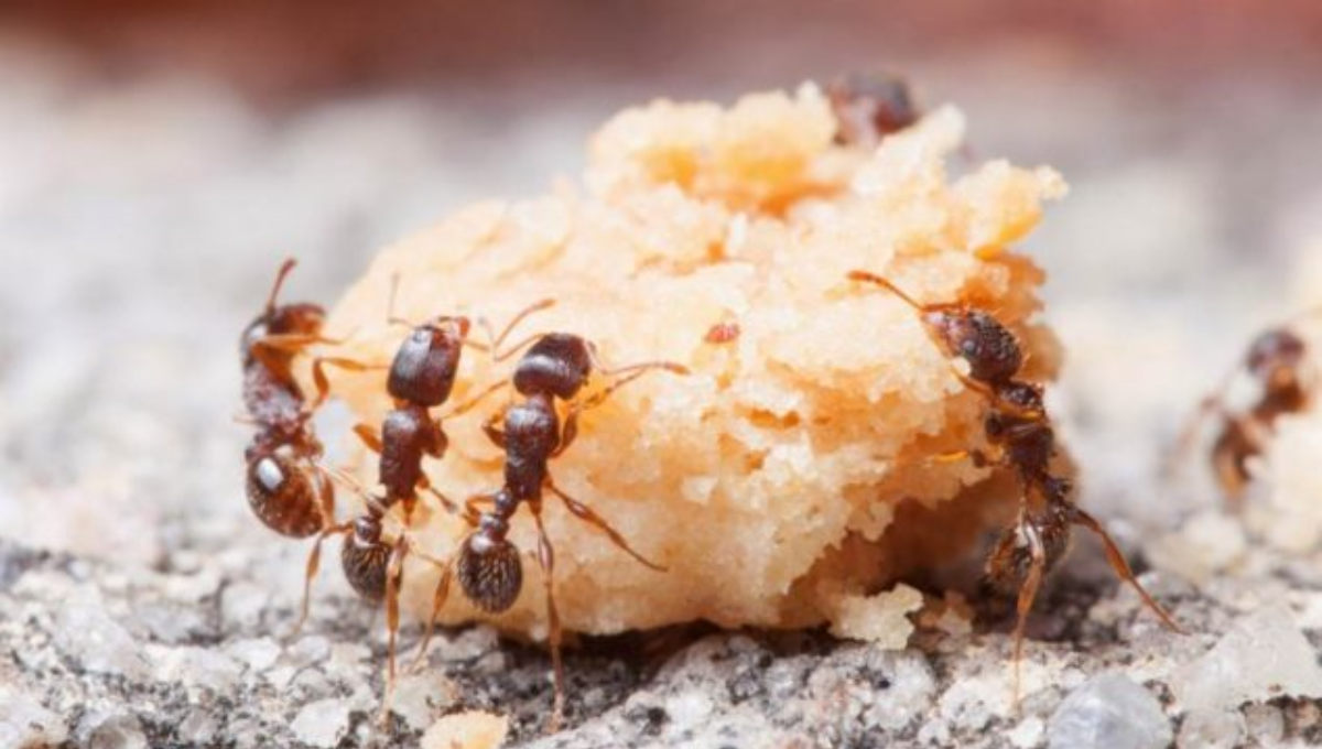 El eficaz producto de Mercadona para eliminar a las hormigas del hogar