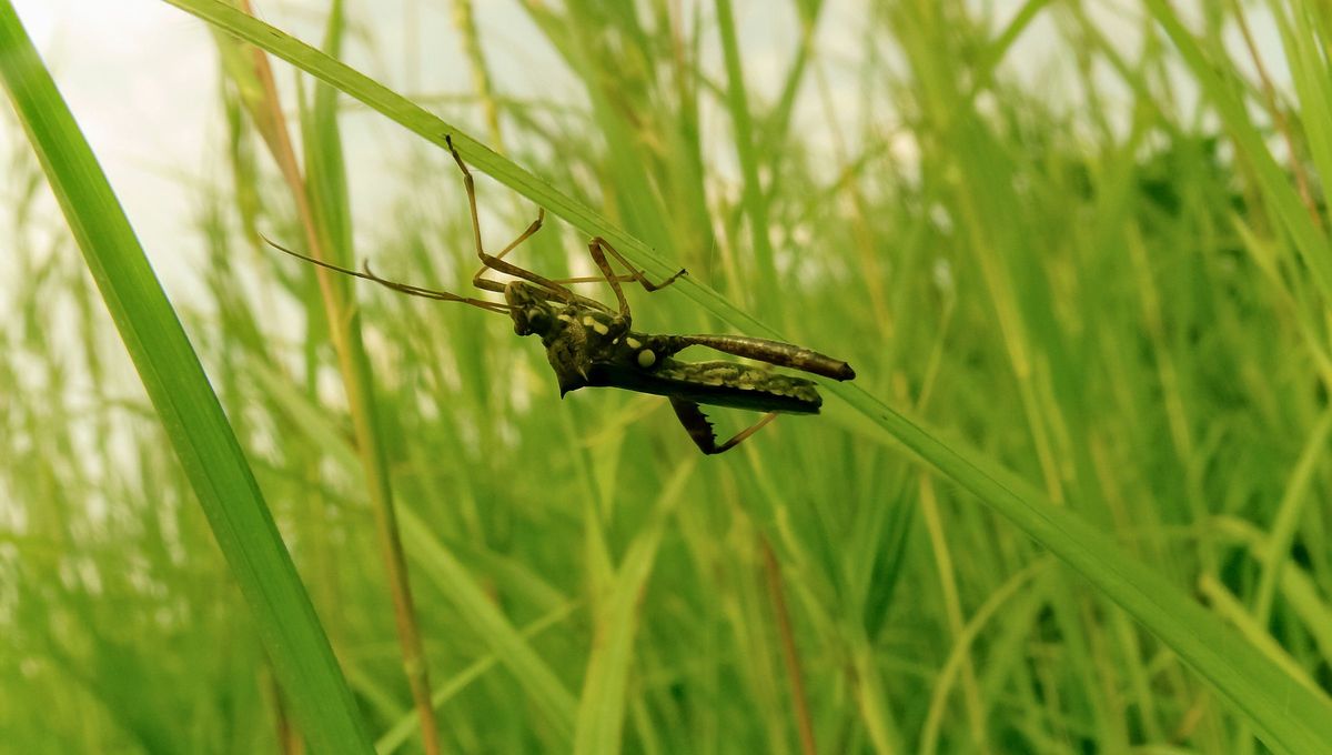 Debido a que los saltamontes son tan buenos para saltar, muchas personas se sorprenden al saber que también vuelan. Debido a que los saltamontes son tan buenos para saltar, muchas personas se sorprenden al saber que también vuelan.