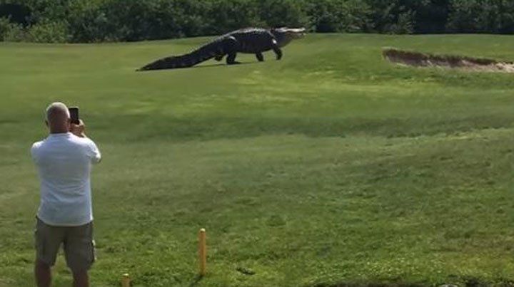 ¡Ojo, con el coco! Tremendo susto se llevaron jugando al golf