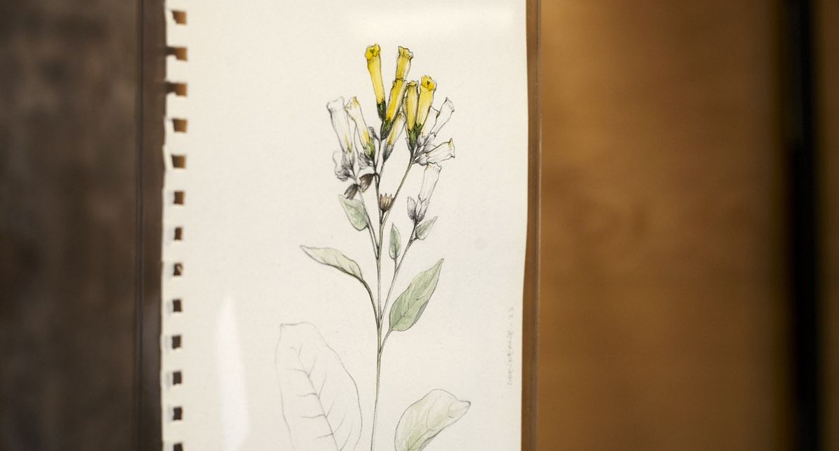 Dibujos de plantas arvenses cuelgan del techo de la sala. Abajo se ubica el Dibujos de plantas arvenses cuelgan del techo de la sala. Abajo se ubica el