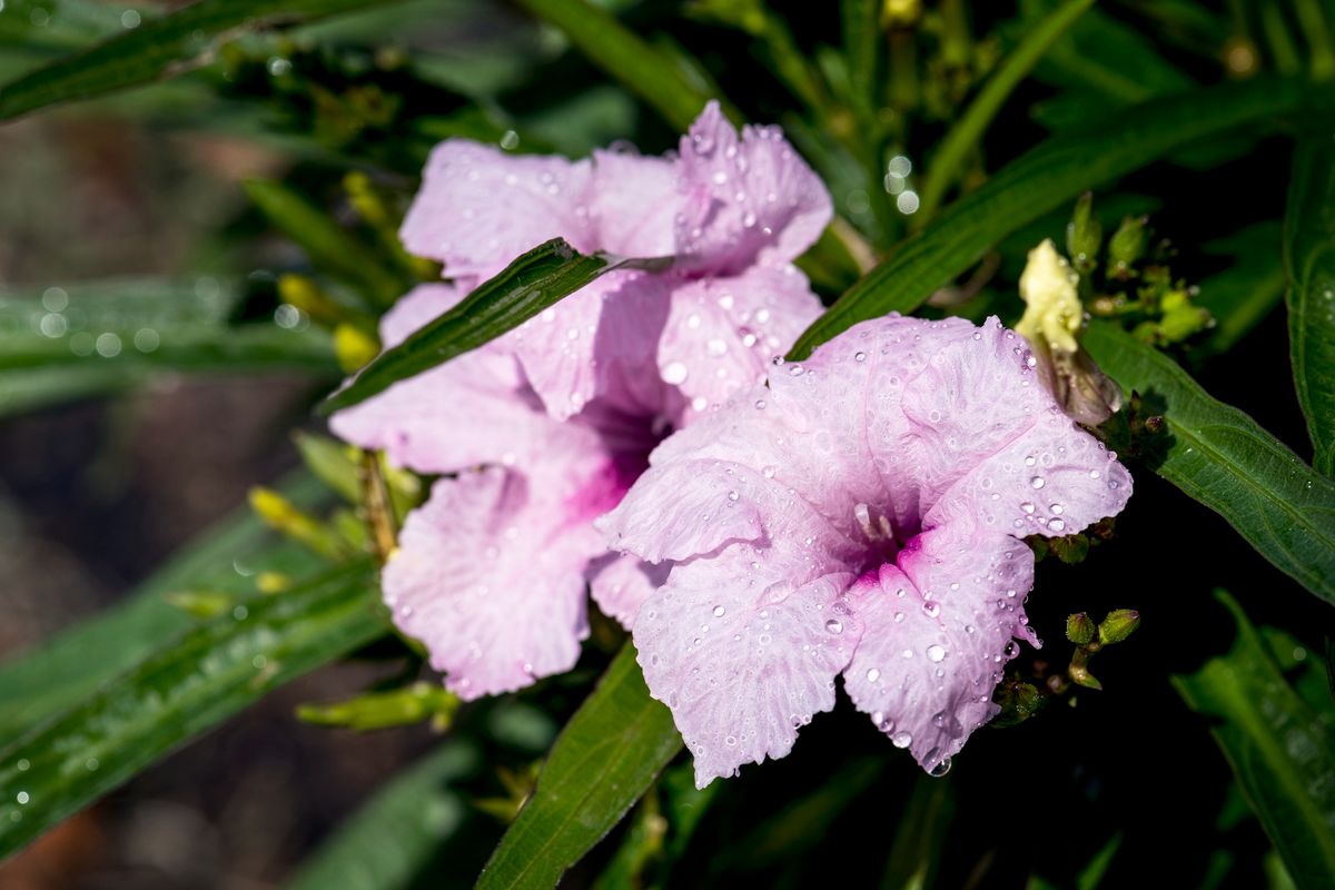 Corrige estos errores si quieres que tus petunias brillen y luzcan mejor que nunca. Imagen: Magnific.