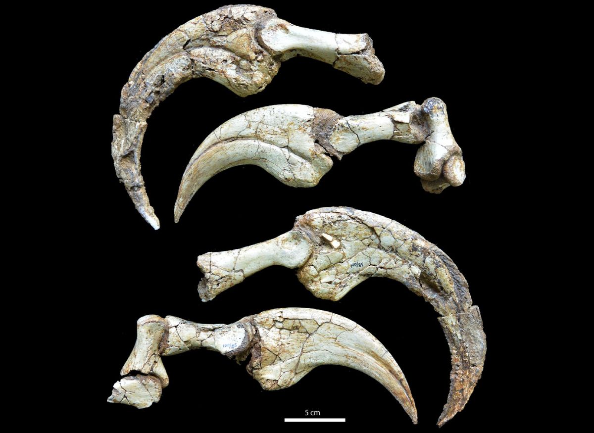 El buen estado de conservación de las garras llamó la antención de los científicos. El buen estado de conservación de las garras llamó la antención de los científicos.