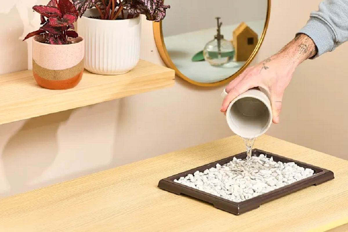 Crea un jardín en el interior de tu casa. Crea un jardín en el interior de tu casa. 