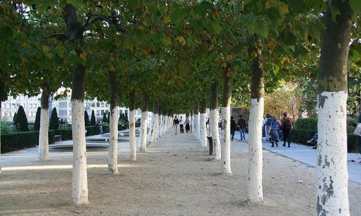 Para qué sirve. Muchas veces observamos que los troncos de los árboles están pintados de blanco, ¿para qué sirve? Para qué sirve. Muchas veces observamos que los troncos de los árboles están pintados de blanco, ¿para qué sirve?