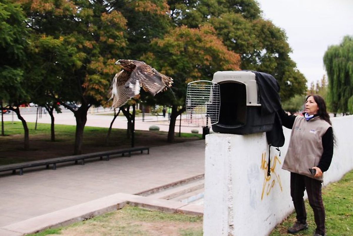 El año pasado rescataron y liberaron a cuatro gavilanes mixtos en el Gran Mendoza. El año pasado rescataron y liberaron a cuatro gavilanes mixtos en el Gran Mendoza.