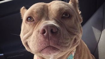 Dos hermanos mataron un perro y demostraron de lo que es capaz el ser humano Dos hermanos mataron un perro y demostraron de lo que es capaz el ser humano