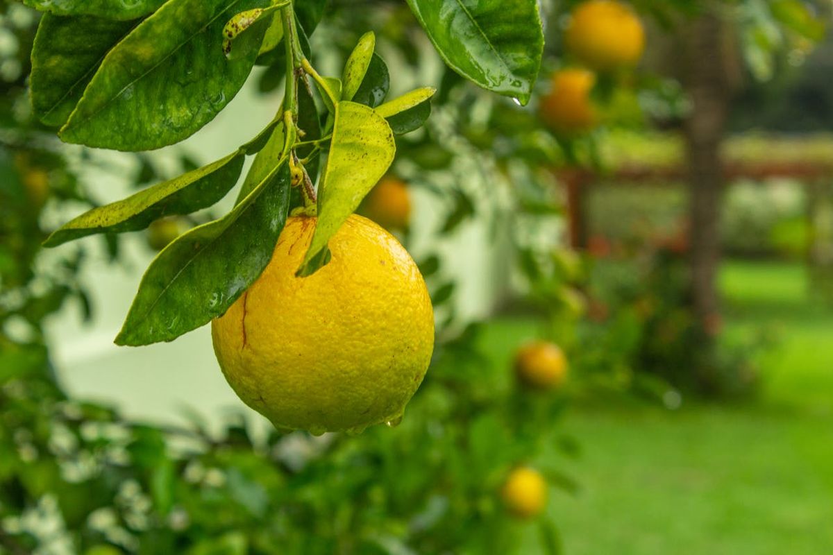 Te explicamos dónde plantar un limonero