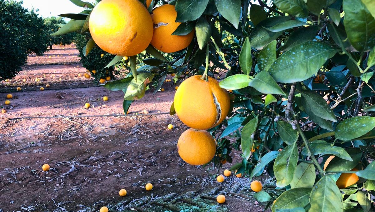 La naranja puede partirse en el árbol por varios motivos, sobre todo de riego. La naranja puede partirse en el árbol por varios motivos, sobre todo de riego.