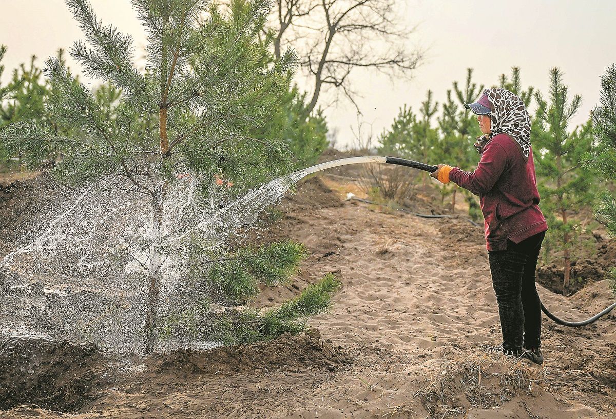 Una trabajadora riega árboles plantados al borde de la tierra arenosa de Horqin en Tongliao, Región Autónoma de Mongolia Interior. LIAN ZHEN / XINHUA