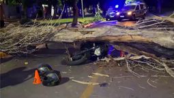 El conductor de la moto logró ver el árbol mientras caía y alcanzó a frenar para luego tirarse a la calle y salvar su vida y la de su esposa que venía con él. Ocurrió el jueves a la noche en Guaymallén. El conductor de la moto logró ver el árbol mientras caía y alcanzó a frenar para luego tirarse a la calle y salvar su vida y la de su esposa que venía con él. Ocurrió el jueves a la noche en Guaymallén.