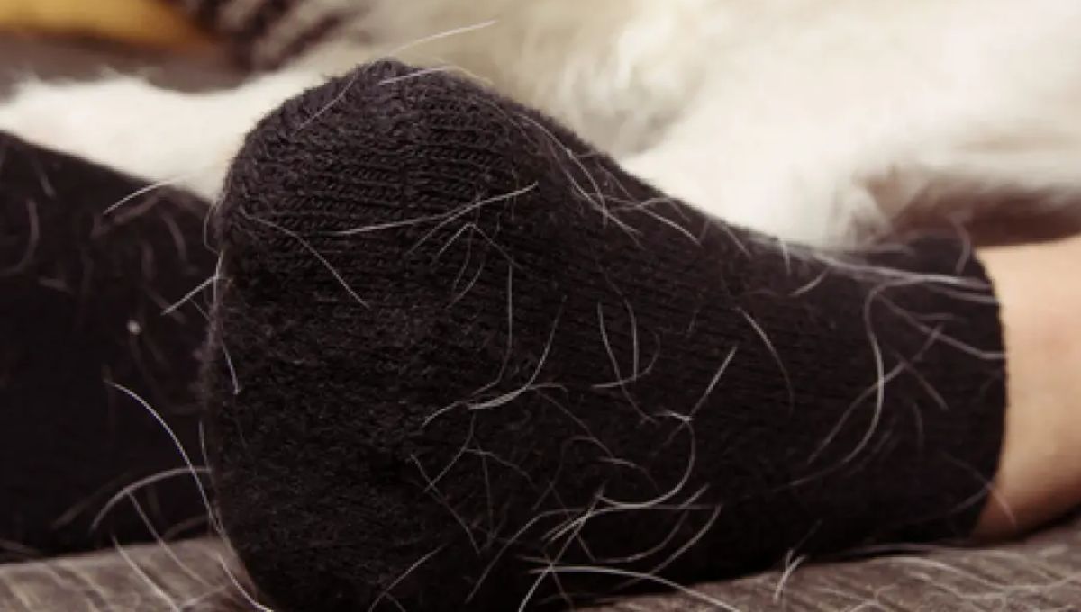 El eficaz truco casero que quitará los pelos de tu ropa en segundos