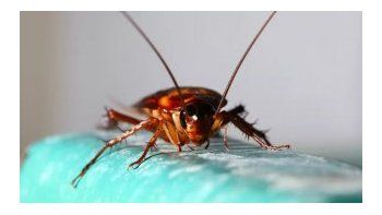 Se despertó con una cucaracha dentro del oído y tardaron más de una semana en sacársela