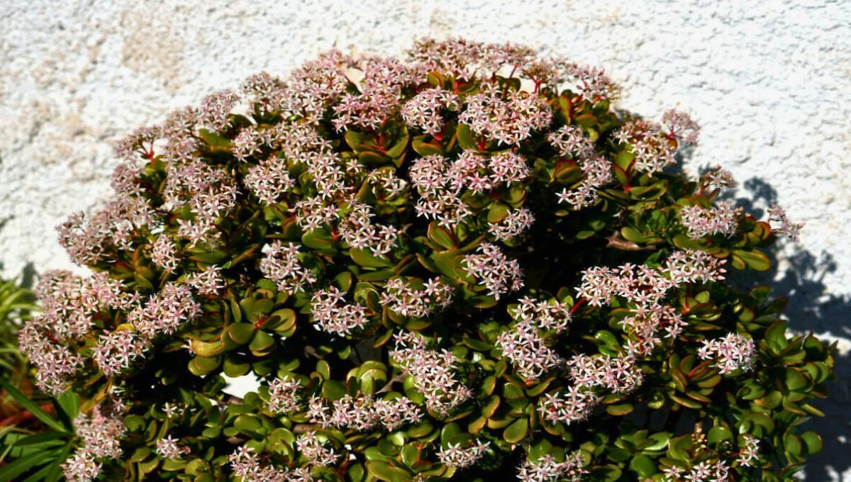 Las flores del árbol de jade son blancas o rosadas. Las flores del árbol de jade son blancas o rosadas.