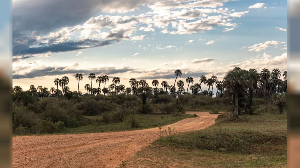 El Parque Nacional El Palmar es la reserva natural más imponente de Argentina, con 600 palmeras por hectárea El Parque Nacional El Palmar es la reserva natural más imponente de Argentina, con 600 palmeras por hectárea