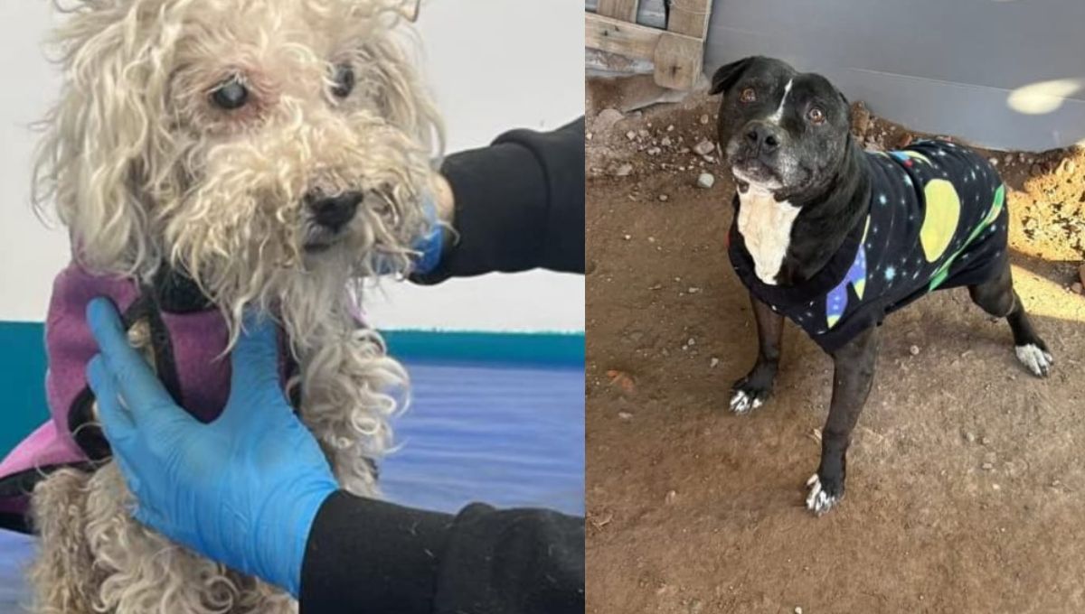 La deuda del refugio para perros ya se redujo más del 50%. La deuda del refugio para perros ya se redujo más del 50%.