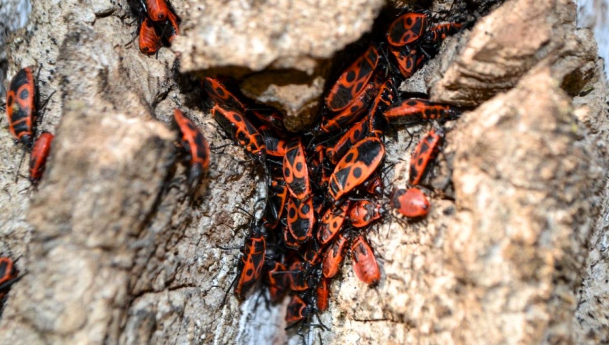 La presencia de este insecto se detectó por primera vez en 2023
