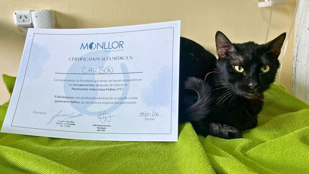 Carboncito, el gato que le ganó a una enfermedad letal y volvió a casa gracias a una red solidaria
