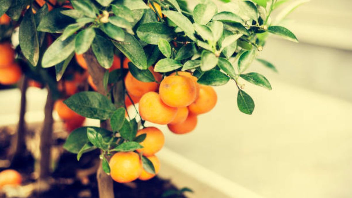Así de fácil puedes obtener una planta de mandarina.
