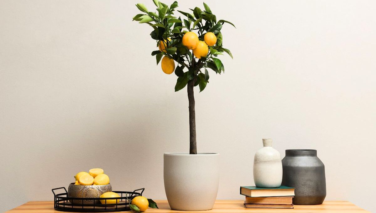 Cuál es el peor lugar de la casa para ubicar un limonero en maceta y dónde colocarlo