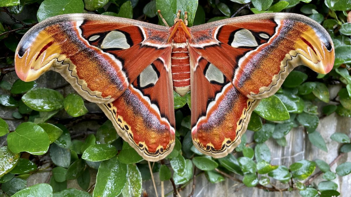 Attacus atlas es la mariposa más grande del mundo.      