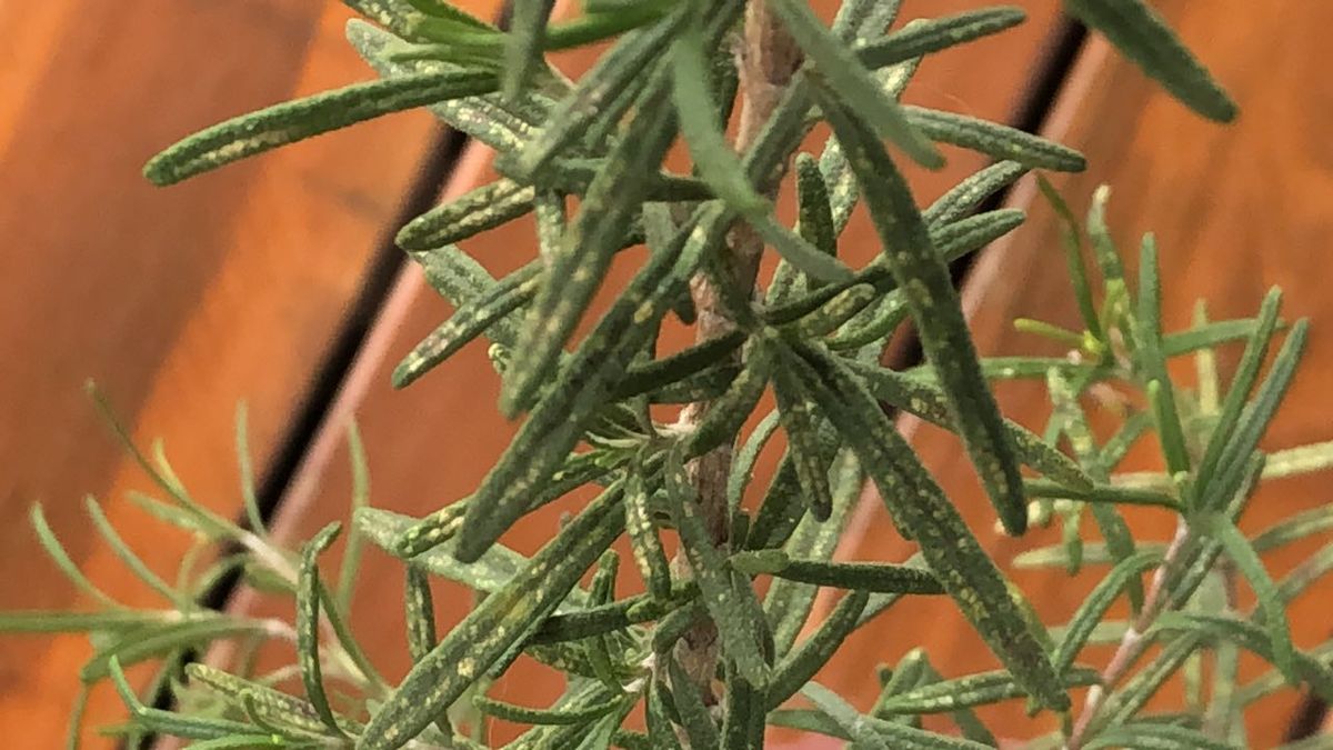 Qué significa que la planta de romero tenga manchas o polvo blanco en sus hojas, según expertos Qué significa que la planta de romero tenga manchas o polvo blanco en sus hojas, según expertos
