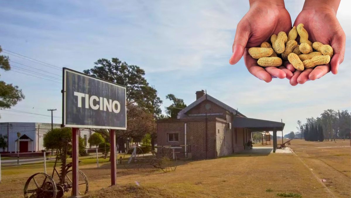 En Ticino se produce el 80% del maní que se consume en la Argentina y se procesa el 100%, debido a esta propuesta energética En Ticino se produce el 80% del maní que se consume en la Argentina y se procesa el 100%, debido a esta propuesta energética