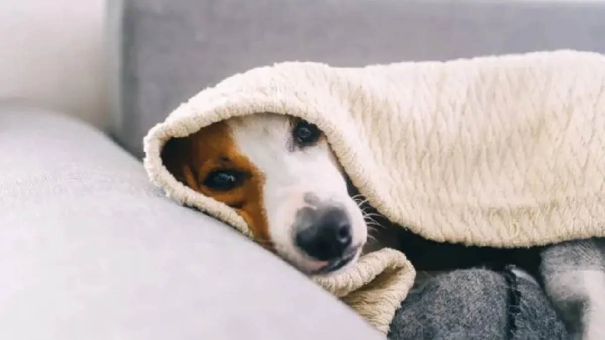 Los perros y el frío: el error que muchos cometen y puede ocasionar problemas de salud Los perros y el frío: el error que muchos cometen y puede ocasionar problemas de salud