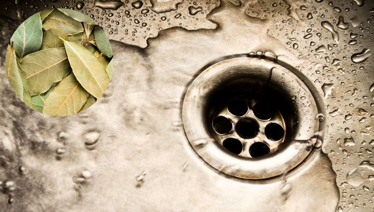 El laurel puede ser una gran solución en las tuberías de casa
