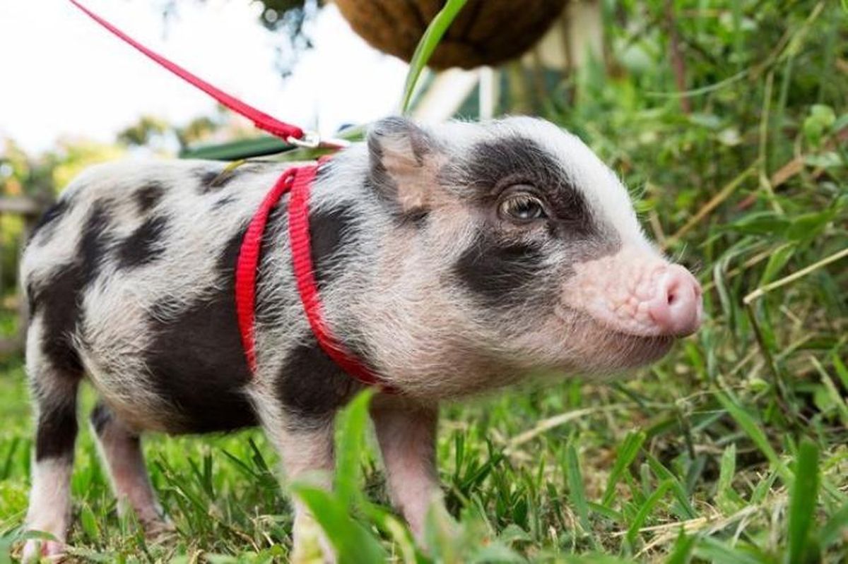 Delincuentes se metieron en una casa de Capital y robaron un cerdito de 8 kilos. Imagen ilustrativa.