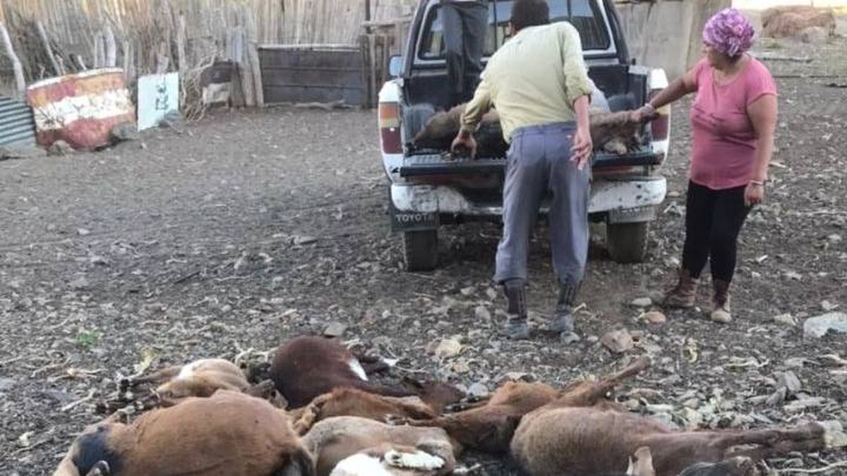 Los animales aparecieron muertos pocas horas después de haber sido vacunados por un grupo de estudiantes. Fotos: Gentileza.