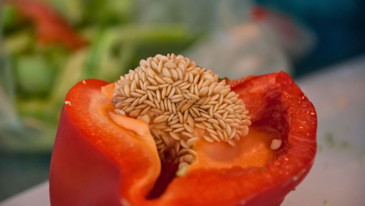 Estas semillas son un gran tesoro en el mundo culinario y de la jardinería. Estas semillas son un gran tesoro en el mundo culinario y de la jardinería.